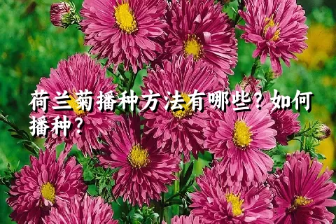 荷兰菊播种方法有哪些？如何播种？