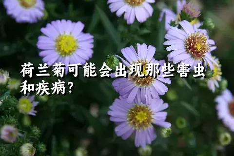 荷兰菊可能会出现那些害虫和疾病？