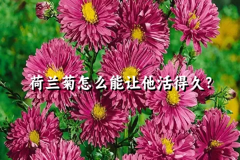 荷兰菊怎么能让他活得久？