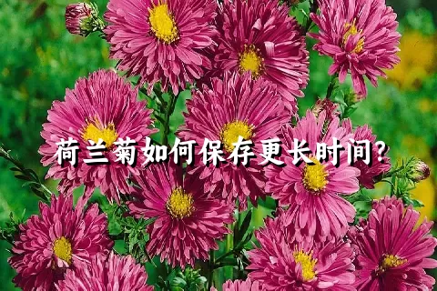 荷兰菊如何保存更长时间？