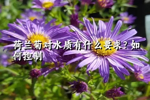 荷兰菊对水质有什么要求？如何控制