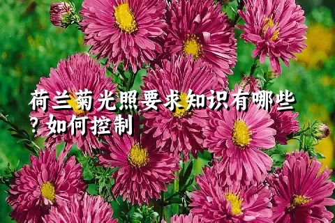 荷兰菊光照要求知识有哪些？如何控制