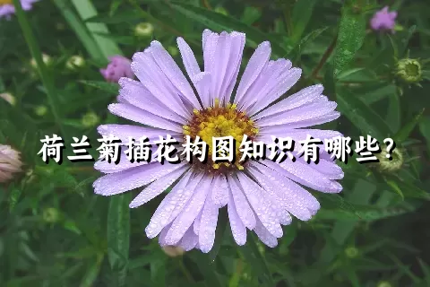 荷兰菊插花构图知识有哪些？