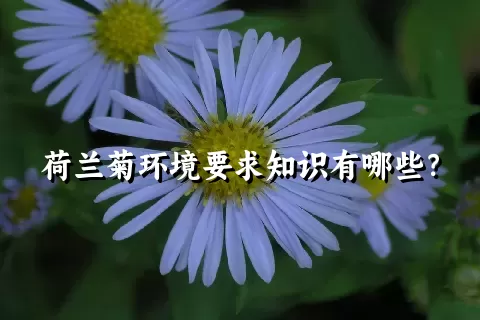 荷兰菊环境要求知识有哪些？