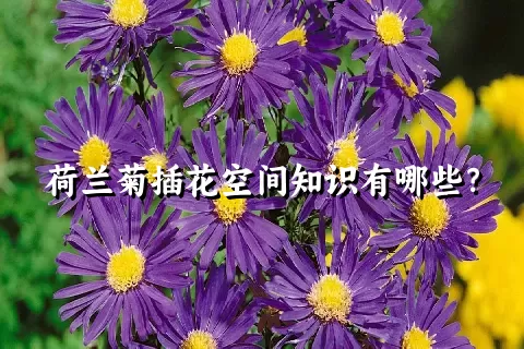 荷兰菊插花空间知识有哪些？