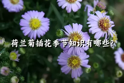 荷兰菊插花季节知识有哪些？