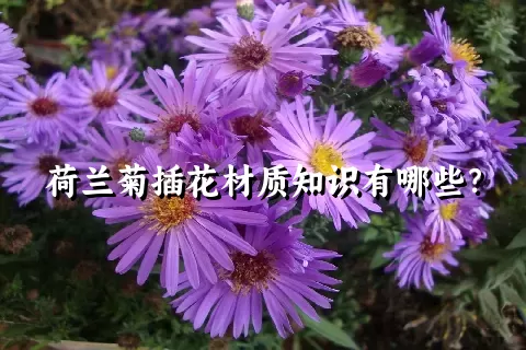 荷兰菊插花材质知识有哪些？