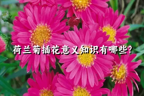 荷兰菊插花意义知识有哪些？