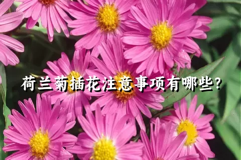 荷兰菊插花注意事项有哪些？