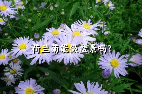 荷兰菊能做盆景吗？