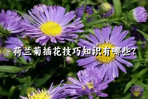 荷兰菊插花技巧知识有哪些？