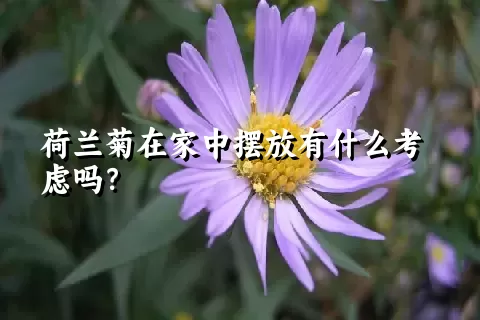 荷兰菊在家中摆放有什么考虑吗？