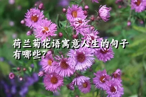 荷兰菊花语寓意人生的句子有哪些？