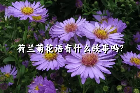 荷兰菊花语有什么故事吗？