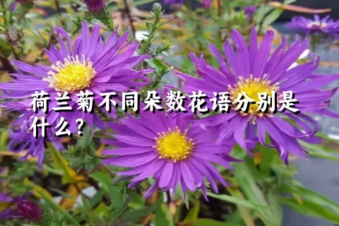 荷兰菊不同朵数花语分别是什么？