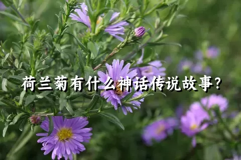 荷兰菊有什么神话传说故事？