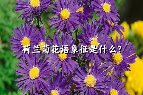 荷兰菊花语象征是什么？