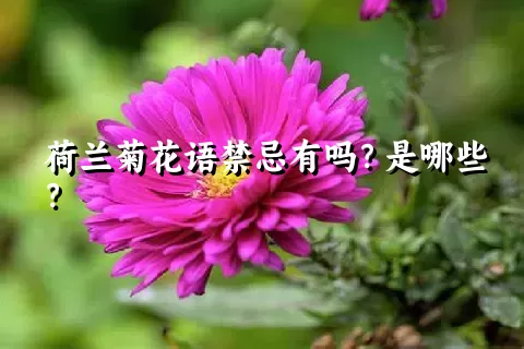 荷兰菊花语禁忌有吗？是哪些？