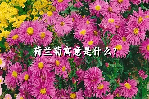 荷兰菊寓意是什么？