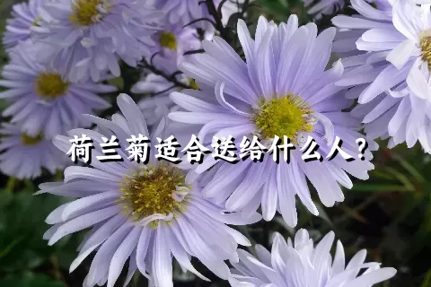 荷兰菊适合送给什么人？