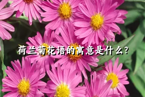 荷兰菊花语的寓意是什么？