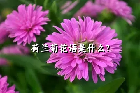 荷兰菊花语是什么？