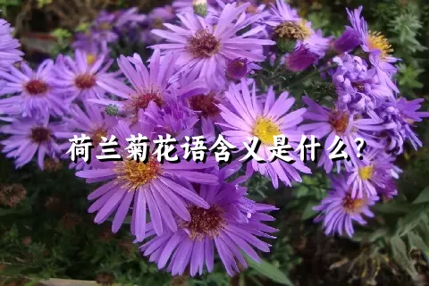 荷兰菊花语含义是什么？