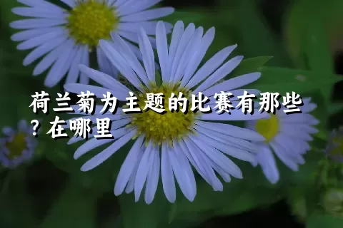 荷兰菊为主题的比赛有那些？在哪里