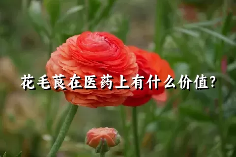 花毛茛在医药上有什么价值？