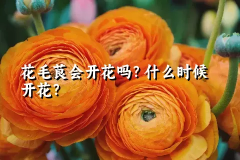 花毛茛会开花吗？什么时候开花？