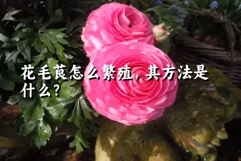 花毛茛怎么繁殖，其方法是什么？