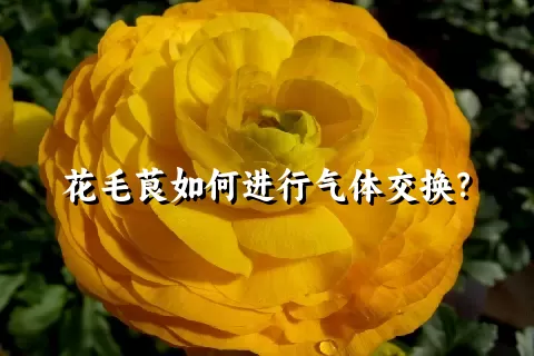 花毛茛如何进行气体交换？