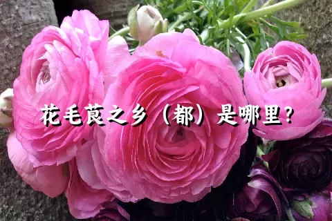 花毛茛之乡（都）是哪里？