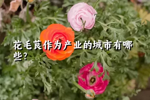 花毛茛作为产业的城市有哪些？