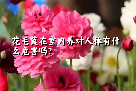 花毛茛在室内养对人体有什么危害吗？