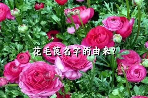 花毛茛名字的由来？