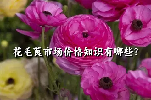 花毛茛市场价格知识有哪些？