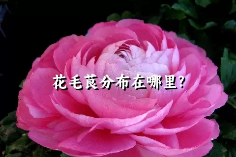 花毛茛分布在哪里?