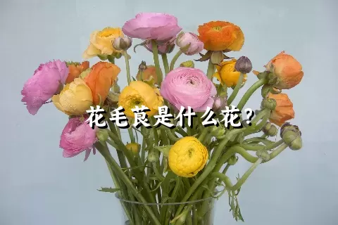 花毛茛是什么花？