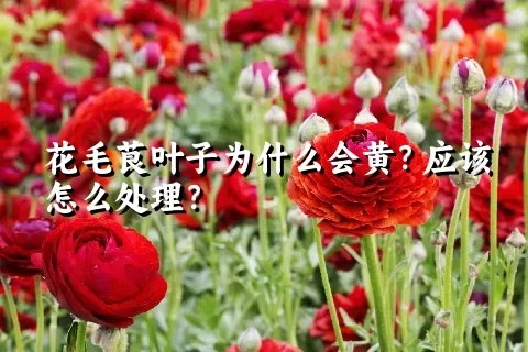 花毛茛叶子为什么会黄？应该怎么处理？