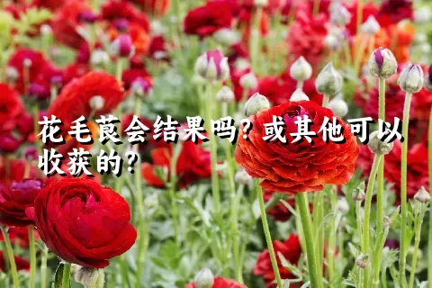 花毛茛会结果吗？或其他可以收获的？