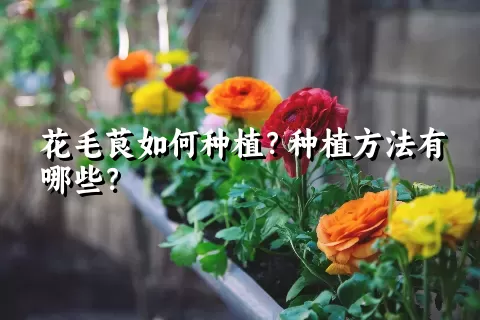 花毛茛如何种植？种植方法有哪些？