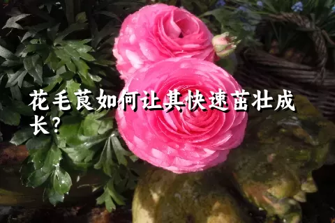 花毛茛如何让其快速茁壮成长？