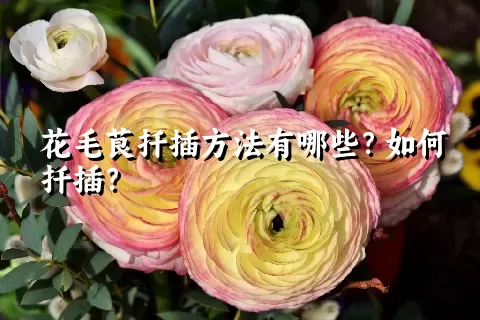 花毛茛扦插方法有哪些？如何扦插？