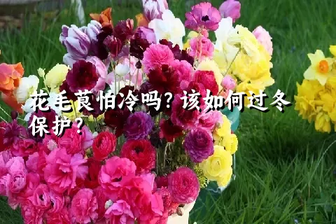 花毛茛怕冷吗？该如何过冬保护？