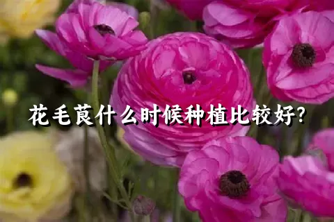 花毛茛什么时候种植比较好？