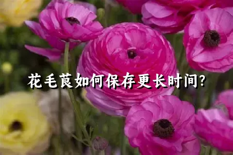 花毛茛如何保存更长时间？