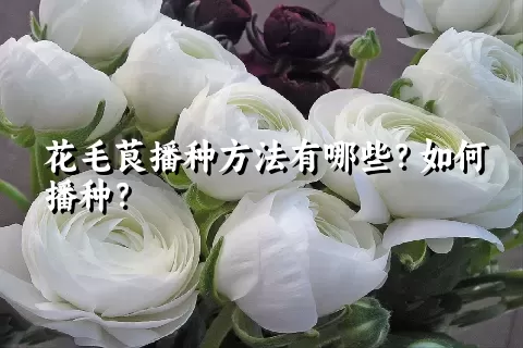 花毛茛播种方法有哪些？如何播种？