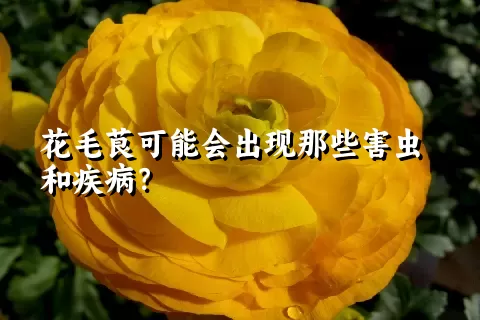 花毛茛可能会出现那些害虫和疾病？