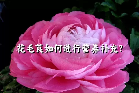 花毛茛如何进行营养补充？